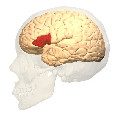 File:Broca's area - lateral view.png