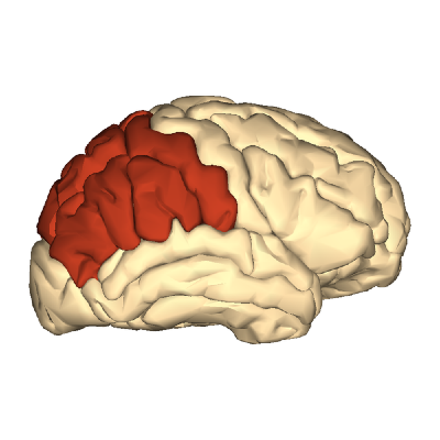 File:Cerebrum - parietal lobe - lateral view.png