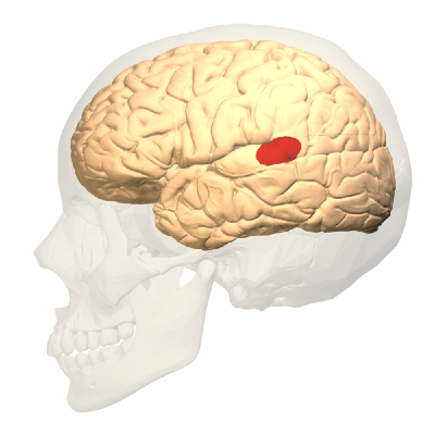 File:Wernicke's area - lateral view.png
