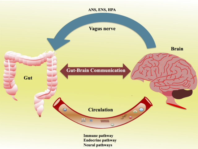 Discovering The Second Brain - The Significance Of The Gut Microbiome
